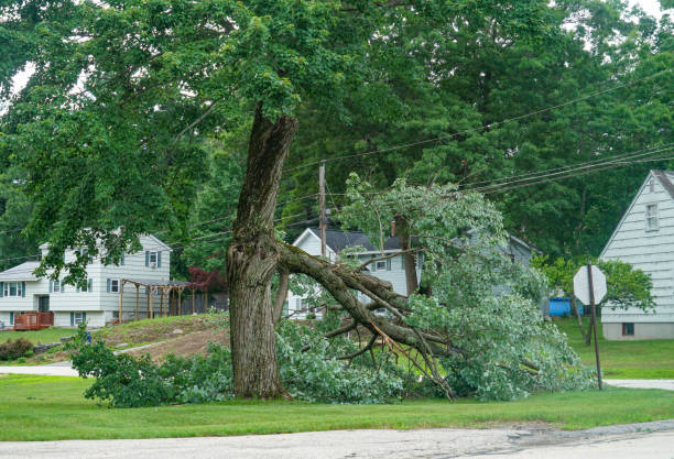 Best Root Management and Removal  in Sprague, WV